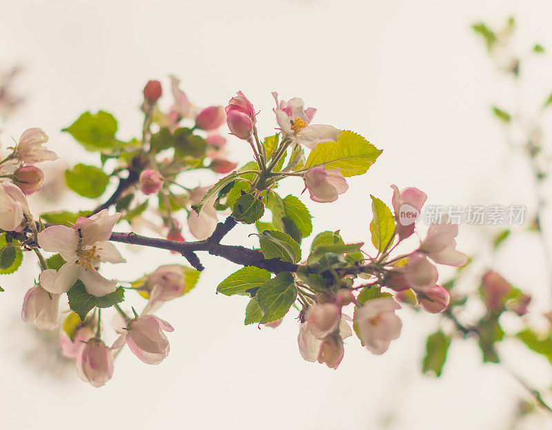 苹果树花