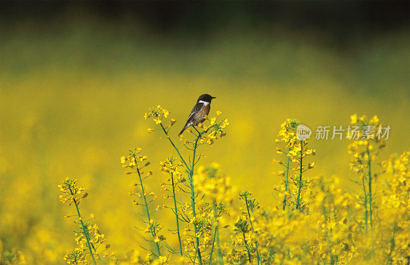 小石雕鸟歇在黄花上，侧视