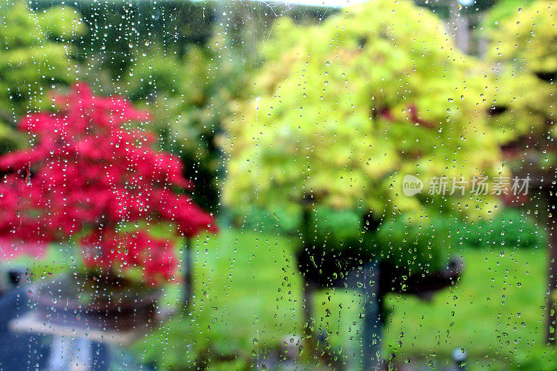 模糊花园的盆景树透过雨水打在窗户上