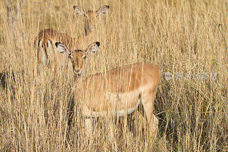 母黑斑羚躲藏，莫雷米国家公园，博茨瓦纳