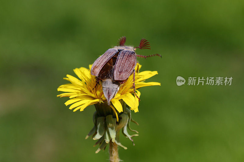 五月虫。