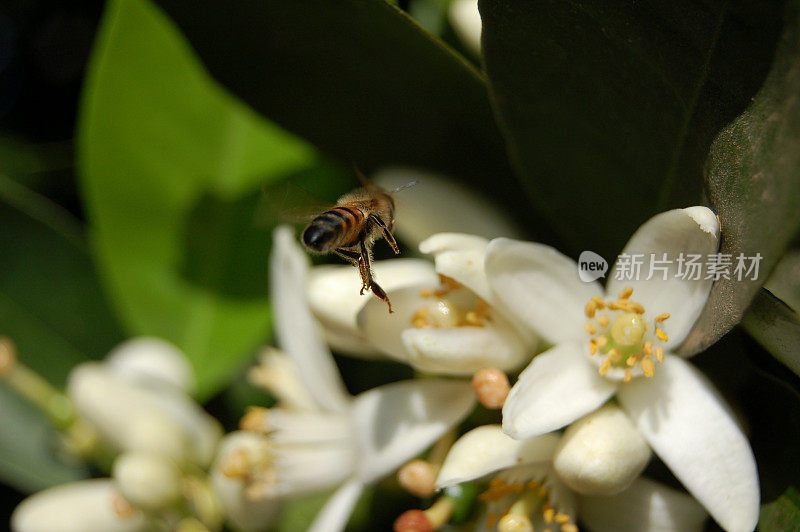 蜜蜂飞