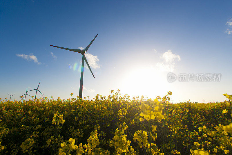 德国西海岸地区的风车涡轮机和油菜籽