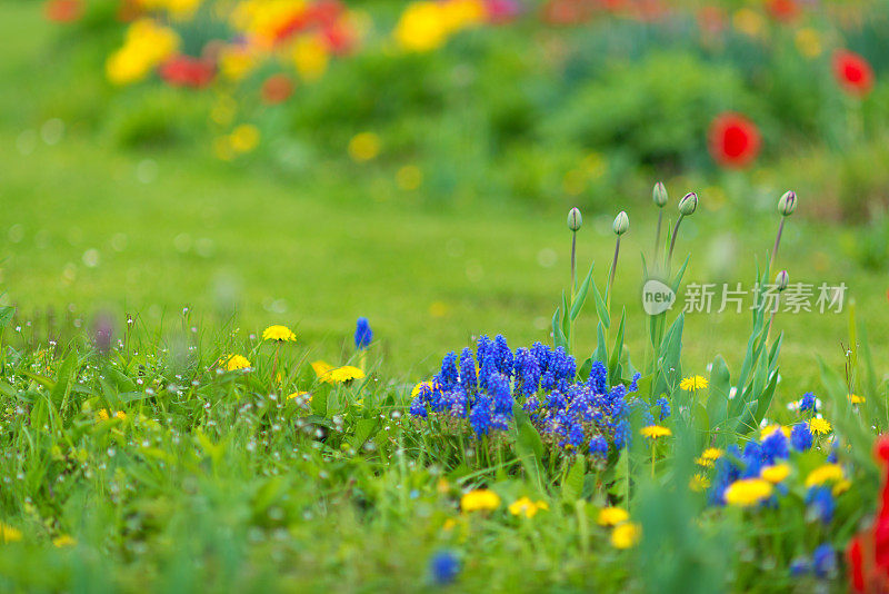 蓝色的风信子等五颜六色的春花