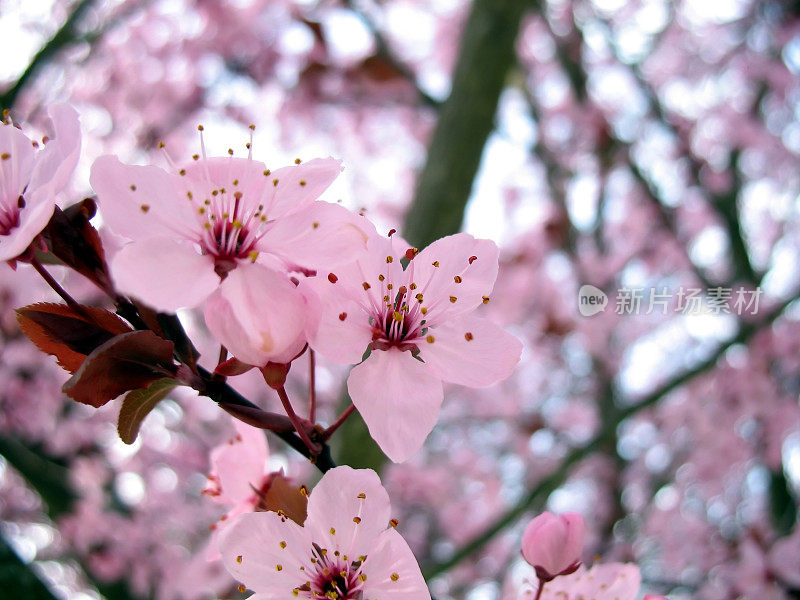 樱花