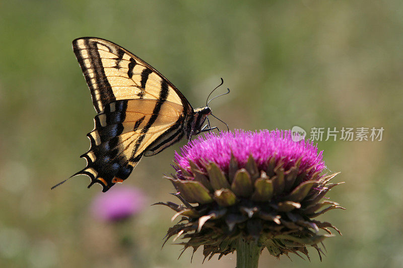 美国科罗拉多州蓟花上的虎斑燕尾蝶