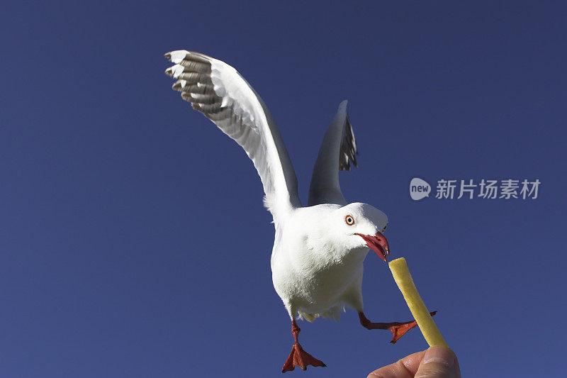 海鸥和芯片