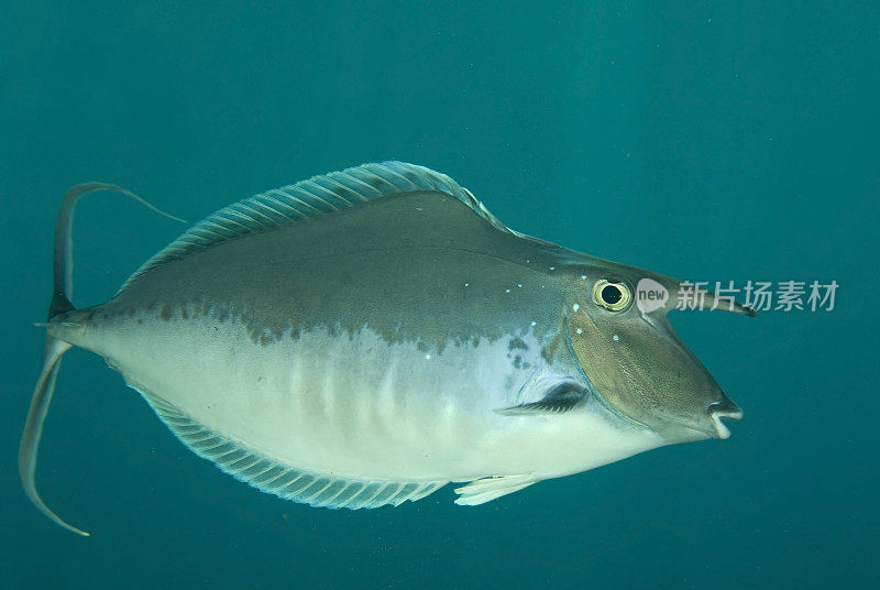 Unicornfish