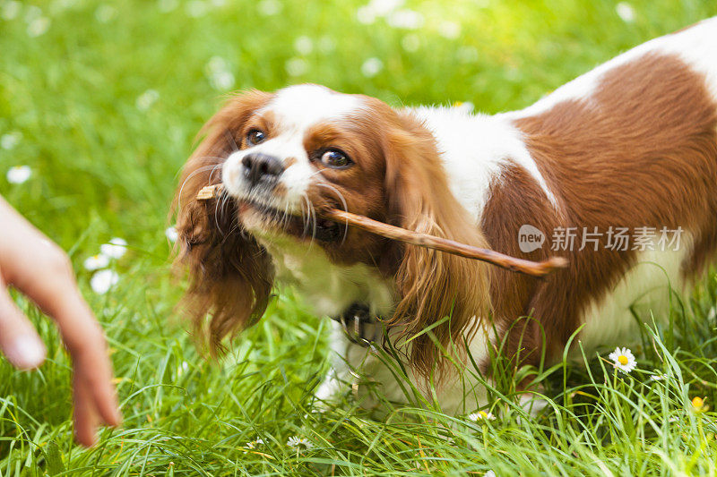 狗在玩棍子。