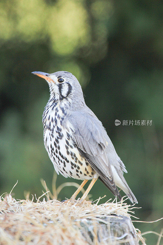 南非纳塔尔皇家国家公园的刮地画眉