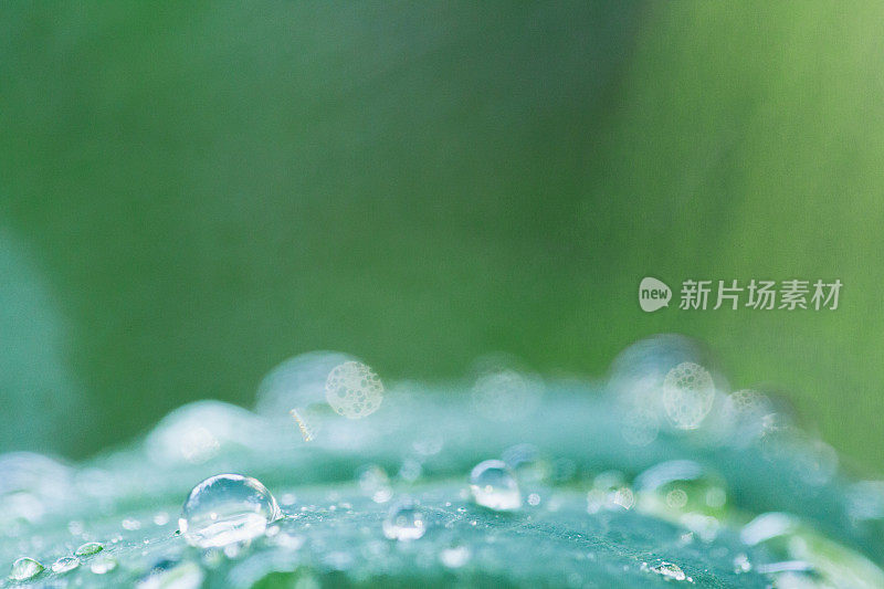 新鲜的水滴露珠雨水在叶子-自然背景