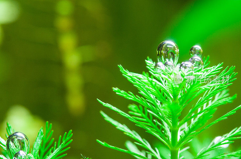 来自水生植物的氧气泡