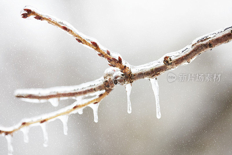 特写的树枝覆盖着冰冻的冰在冬天