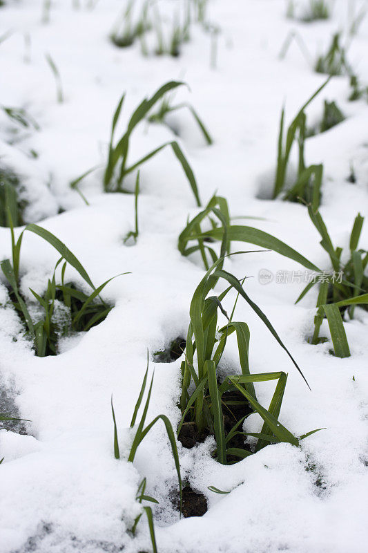 冬季庄稼在第一场雪中。