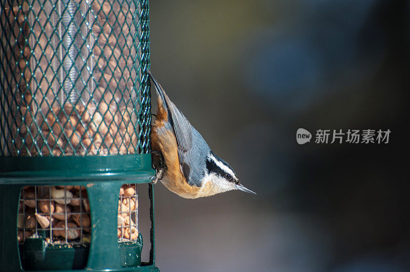 五子雀在给料机