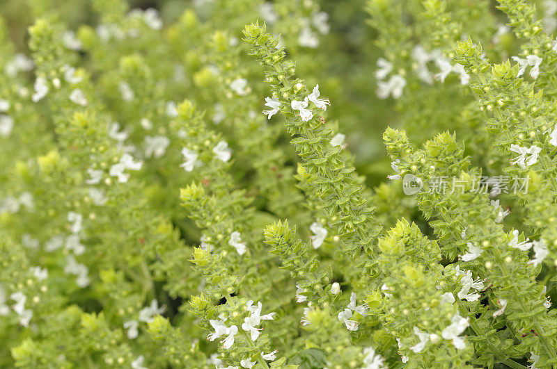 罗勒植物