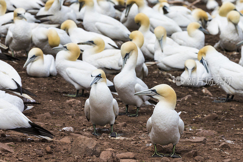 看看著名的博纳旺蒂尔岛的北部塘鹅，世界上最大的殖民地，超过20万只鸟把这里称为家，一年有6个月。