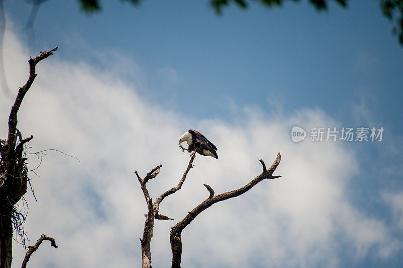 鱼鹰坐在树上