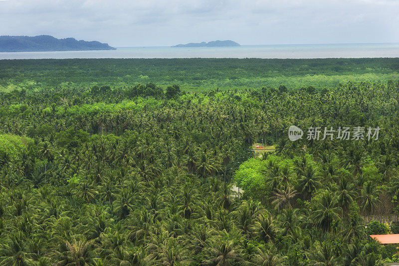 油棕种植园