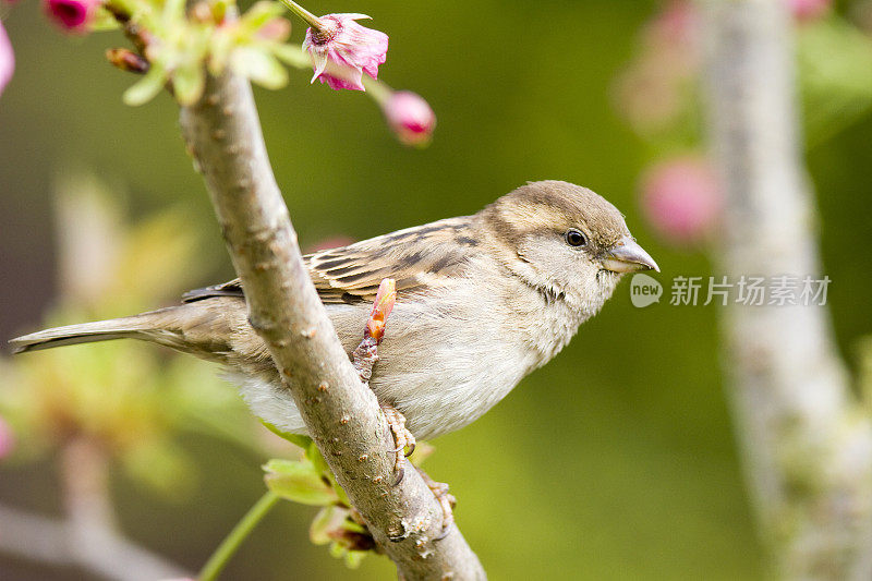 家麻雀(家麻雀)