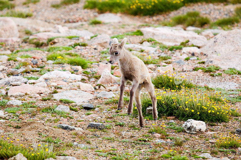 科罗拉多州埃文斯山的大角羊宝宝
