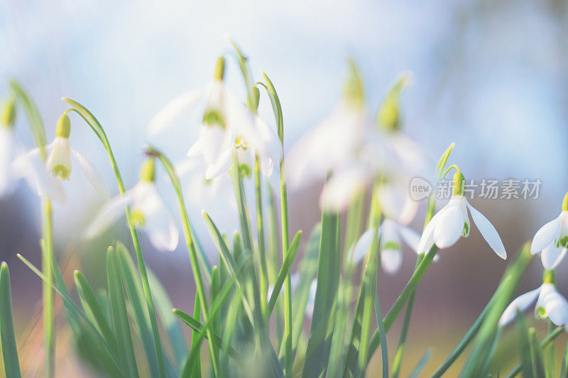 雪花莲(雪花)