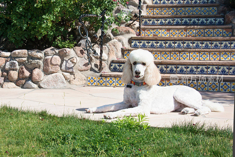 在阳光明媚的日子里，标准贵宾犬在后院休息