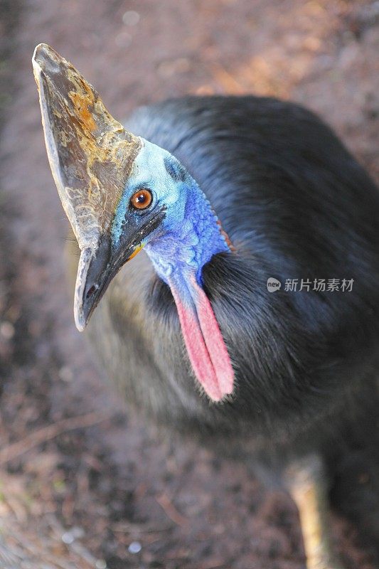 食火鸡