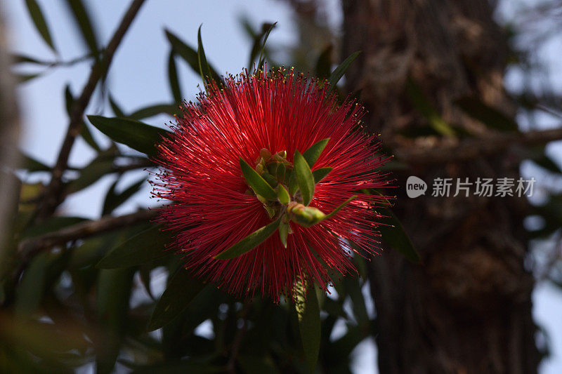 红花植物特写