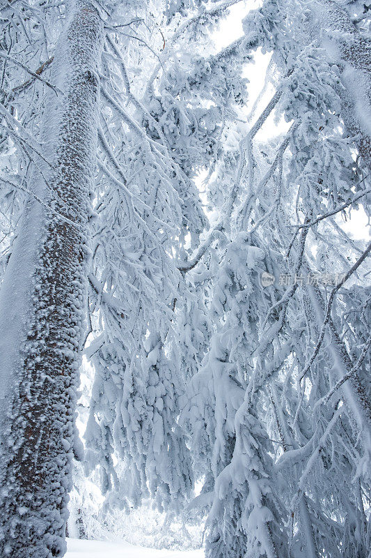 冬天暴风雪期间被雪覆盖的树