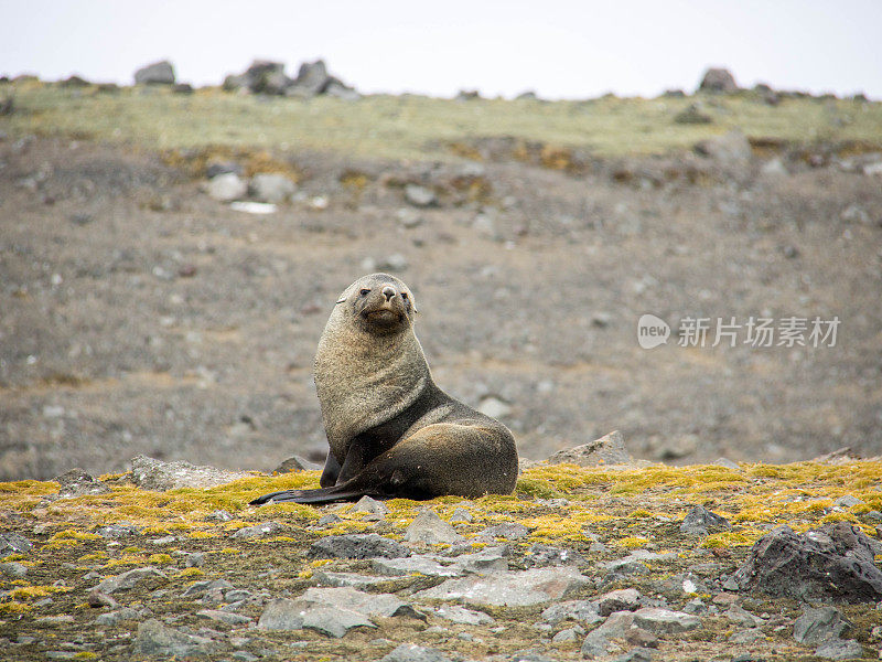 南极洲:企鹅岛上的海豹