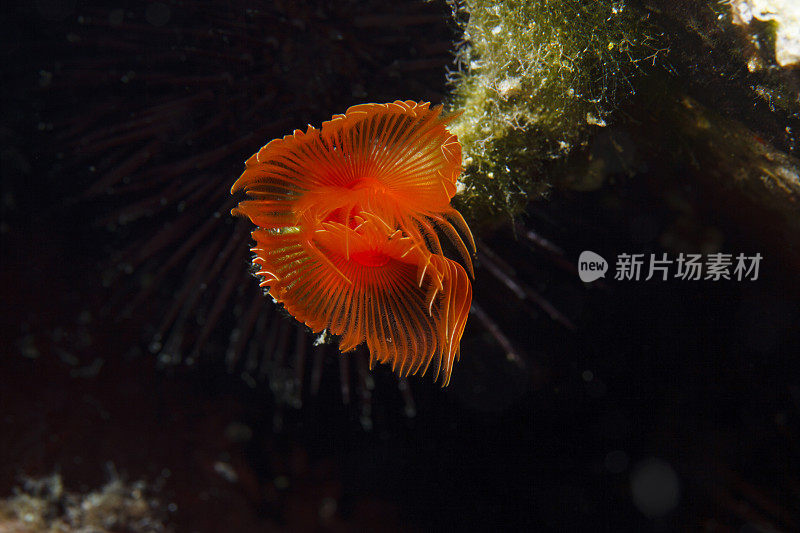 海洋生物螺旋管虫沙贝拉spallanzanii水下之美