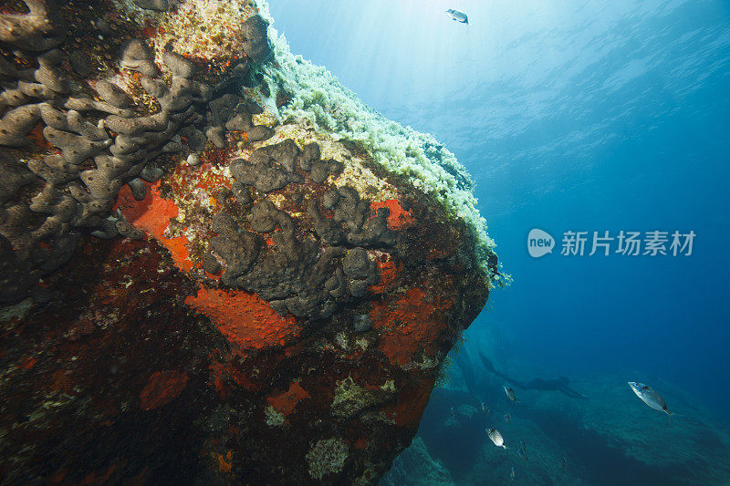 自由潜水呼吸暂停妇女浮潜水下潜水海上冒险