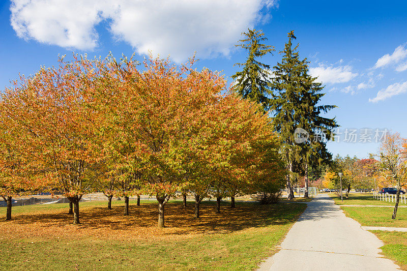 小路和树在秋天的颜色(树叶)和蓝天与云，海德公园，哈德逊谷，纽约。