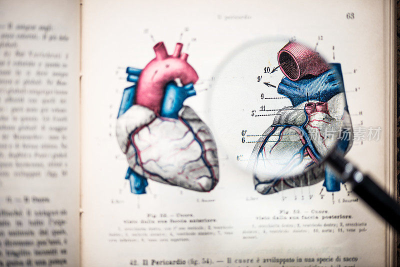 放大镜上的古董解剖书:心脏