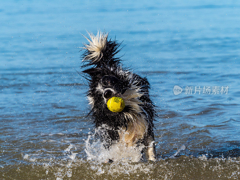博德牧羊犬在海滩上抖掉海水