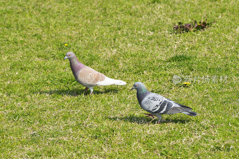 一对鸽子并排在草坪上散步。