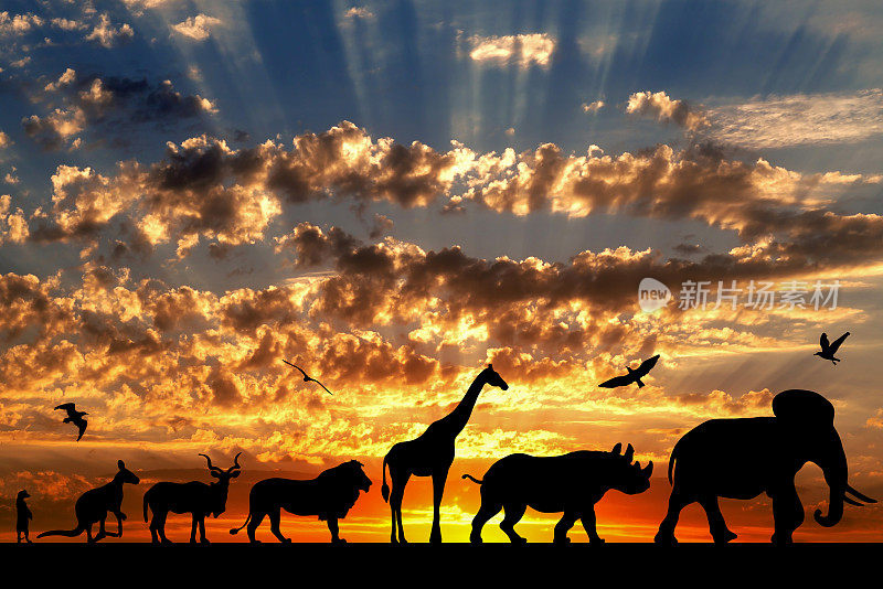 动物的剪影在金色的云日落的背景