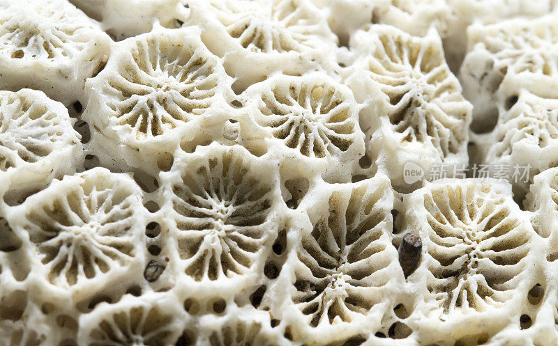 珊瑚结构特写。死亡的珊瑚礁macrophoto。白珊瑚滤镜梳微缩摄影。