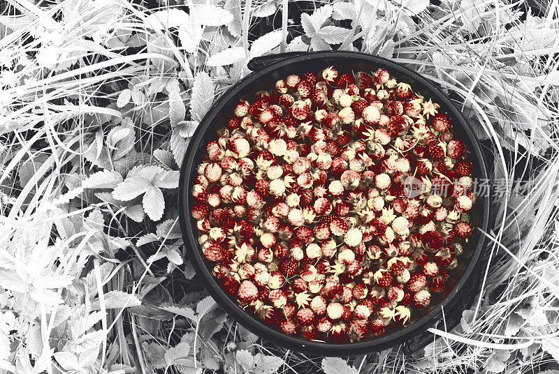 在俄罗斯的森林和田野里采集的一桶野草莓