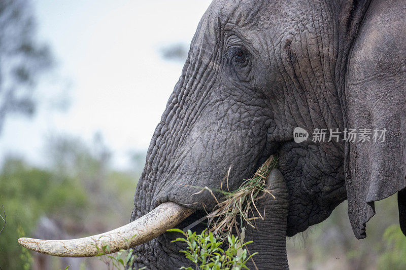 南非:非洲丛林象