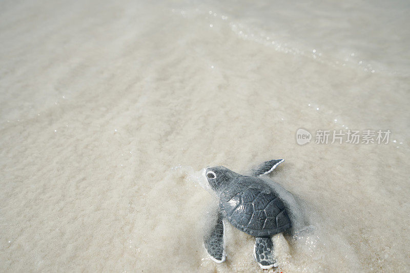 沙滩上的小海龟