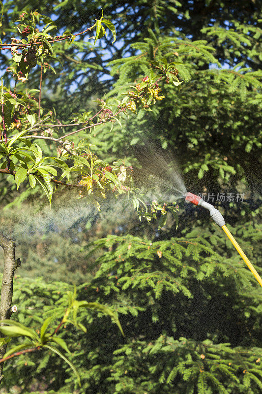 喷洒一棵生病的果树。雾从喷枪中冒出来。喷洒一棵生病的桃树。一名妇女正在用手动喷雾器向一棵生病的果树喷洒。