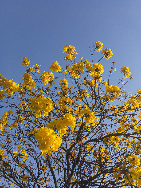 花树_巴西黄冰