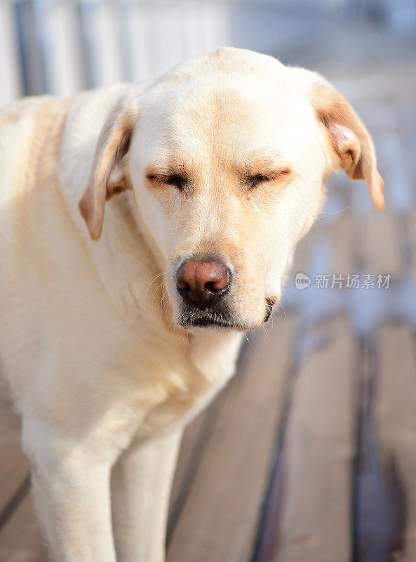 一条船上的拉布拉多寻回犬