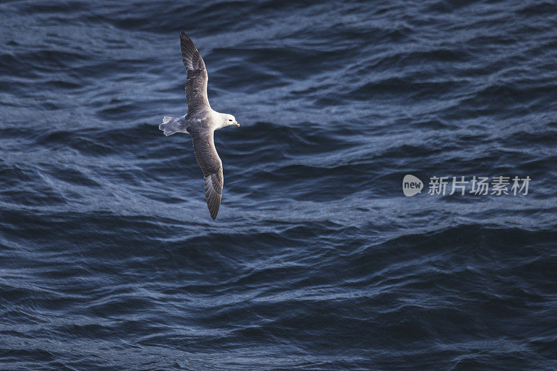 北方管鼻鸟出海