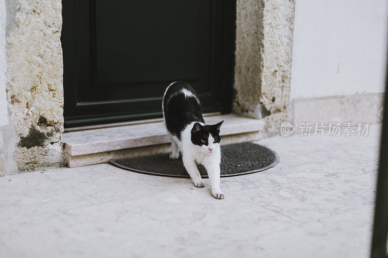 一只黑猫和一只猫在房子前面