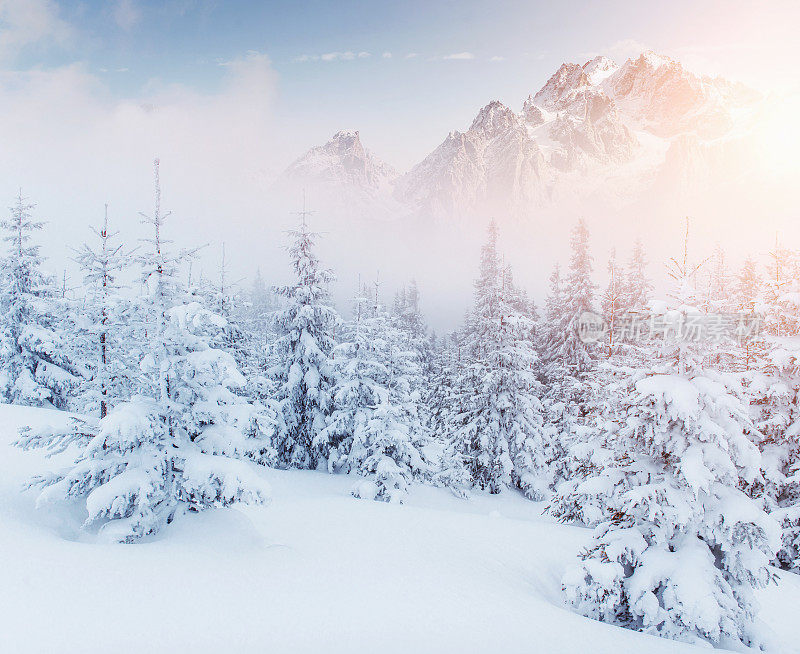 冬季景色神秘，冬季群山雄伟。神奇的冬天被雪覆盖的树。戏剧性的一幕。喀尔巴阡山脉的。乌克兰