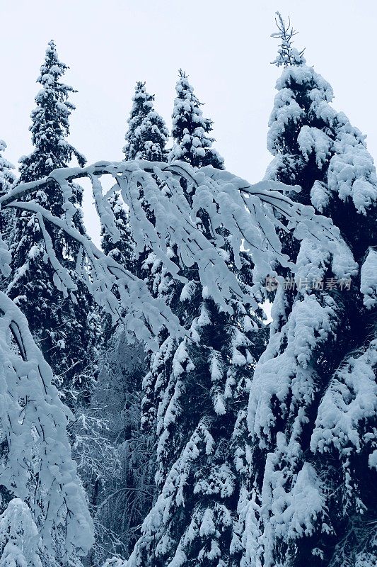 在欧洲阿尔卑斯山脉，冰雪覆盖的冬季景观和森林