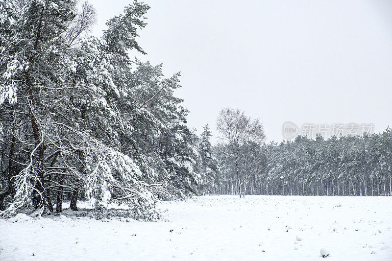 雪景在寒冷的冬日里与新鲜的雪